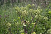 Flora-Engelwurz-20120704-80.jpg
