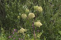 Flora-Engelwurz-20130713-117.jpg