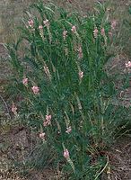 Flora-Esparsette-20090503-34.jpg