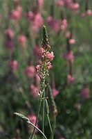 Flora-Esparsette-20090517-69.jpg