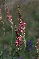Flora-Esparsette-20090517-83.jpg