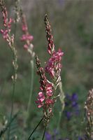 Flora-Esparsette-20090517-84.jpg
