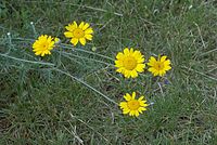 Flora-Faerber-Hundskamille-20070622-121a.jpg