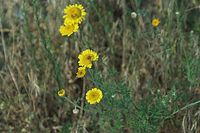 Flora-Faerberkamille-20100630-51.jpg