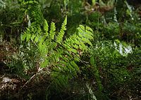 Flora-Farn-20010713-047.jpg