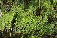 Flora-Farn-20080608-148.jpg