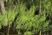 Flora-Farn-20080608-158.jpg
