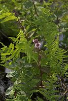 Flora-Farn-20080808-25.jpg