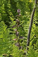 Flora-Farn-20080808-27.jpg
