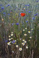 Flora-Feldblumen-20080606-68.jpg