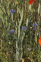 Dateiname=Flora-Feldblumen-20080606-77.jpg
Dateigröße=264KB
Abmessungen: 484x720
hinzugefügt am: 11. September 2014 Flora-Feldblumen-20080606-77.jpg