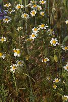 Dateiname=Flora-Feldblumen-20080606-78.jpg
Dateigröße=230KB
Abmessungen: 484x720
hinzugefügt am: 11. September 2014 Flora-Feldblumen-20080606-78.jpg