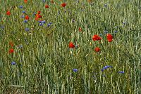 Flora-Feldblumen-20080606-79.jpg