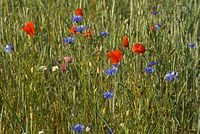 Flora-Feldblumen-20080606-80.jpg