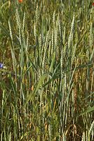 Flora-Feldblumen-20080606-81.jpg
