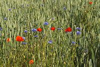Flora-Feldblumen-20080606-82.jpg