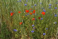 Flora-Feldblumen-20080606-85.jpg