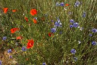 Flora-Feldblumen-20080606-86.jpg
