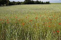 Flora-Feldblumen-20080606-89.jpg
