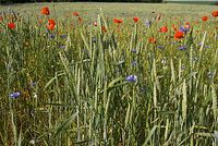 Flora-Feldblumen-20080606-90.jpg