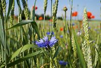Flora-Feldblumen-20080606-92.jpg
