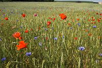 Flora-Feldblumen-20080606-93.jpg