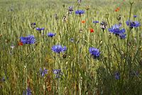 Dateiname=Flora-Feldblumen-20080606-95.jpg
Dateigröße=233KB
Abmessungen: 720x484
hinzugefügt am: 11. September 2014 Flora-Feldblumen-20080606-95.jpg