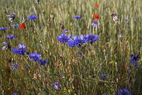 Dateiname=Flora-Feldblumen-20080606-96.jpg
Dateigröße=209KB
Abmessungen: 720x484
hinzugefügt am: 11. September 2014 Flora-Feldblumen-20080606-96.jpg