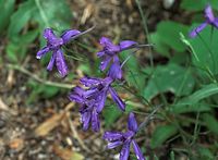 Flora-Feldrittersporn-20090531-098.jpg