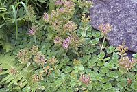Flora-Fetthenne-20070626-117a.jpg