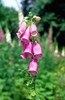 Flora-Fingerhut-199706-15.jpg