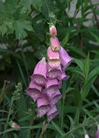 Dateiname=Flora-Fingerhut-20090608-079.jpg
Dateigröße=158KB
Abmessungen: 516x720
hinzugefügt am: 11. September 2014 Flora-Fingerhut-20090608-079.jpg