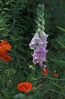 Dateiname=Flora-Fingerhut-20100701-14.jpg
Dateigröße=163KB
Abmessungen: 481x720
hinzugefügt am: 11. September 2014 Flora-Fingerhut-20100701-14.jpg