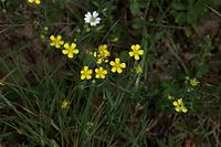 Flora-Fingerkraut-20090609-022.jpg