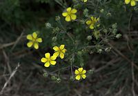 Flora-Fingerkraut-20090609-023.jpg