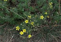 Flora-Fingerkraut-20090609-024.jpg