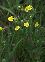 Flora-Fingerkraut-20090609-025.jpg