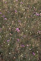 Dateiname=Flora-Flockenblume-20050727-13.jpg
Dateigröße=263KB
Abmessungen: 480x720
hinzugefügt am: 11. September 2014 Flora-Flockenblume-20050727-13.jpg
