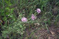 Dateiname=Flora-Flockenblume-20070528-240.jpg
Dateigröße=212KB
Abmessungen: 720x484
hinzugefügt am: 11. September 2014 Flora-Flockenblume-20070528-240.jpg