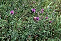 Dateiname=Flora-Flockenblume-20070626-218a.jpg
Dateigröße=278KB
Abmessungen: 720x484
hinzugefügt am: 11. September 2014 Flora-Flockenblume-20070626-218a.jpg