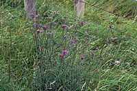 Dateiname=Flora-Flockenblume-20070626-220a.jpg
Dateigröße=326KB
Abmessungen: 720x484
hinzugefügt am: 11. September 2014 Flora-Flockenblume-20070626-220a.jpg