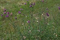 Dateiname=Flora-Flockenblume-20070626-226a.jpg
Dateigröße=268KB
Abmessungen: 720x484
hinzugefügt am: 11. September 2014 Flora-Flockenblume-20070626-226a.jpg