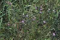 Dateiname=Flora-Flockenblume-20070805-07.jpg
Dateigröße=346KB
Abmessungen: 720x485
hinzugefügt am: 11. September 2014 Flora-Flockenblume-20070805-07.jpg