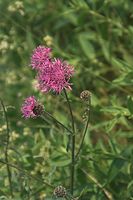 Dateiname=Flora-Flockenblume-20100630-52.jpg
Dateigröße=153KB
Abmessungen: 481x720
hinzugefügt am: 11. September 2014 Flora-Flockenblume-20100630-52.jpg