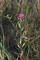 Dateiname=Flora-Flockenblume-20100630-67.jpg
Dateigröße=194KB
Abmessungen: 481x720
hinzugefügt am: 11. September 2014 Flora-Flockenblume-20100630-67.jpg