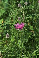 Flora-Flockenblume-20100703-24.jpg