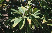 Flora-Frangipani-200011-50.jpg