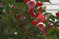 Dateiname=Flora-Fuchsie-20050625-16.jpg
Dateigröße=160KB
Abmessungen: 720x480
hinzugefügt am: 11. September 2014 Flora-Fuchsie-20050625-16.jpg