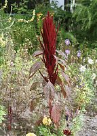 Dateiname=Flora-Fuchsschwanz-200108-24.jpg
Dateigröße=305KB
Abmessungen: 518x720
hinzugefügt am: 11. September 2014 Flora-Fuchsschwanz-200108-24.jpg