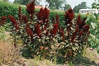 Flora-Fuchsschwanz-20020824-35.jpg